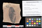Foto (Objekt + Etikett) von Quercus palaeoilex Ettingshausen (NHMW-GEO-2024-0188-0755)